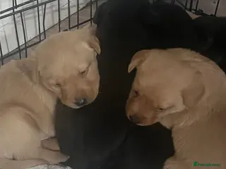 Labrador Retriever dogs Labrador puppy’s pups pup puppies puppy - Advert 14