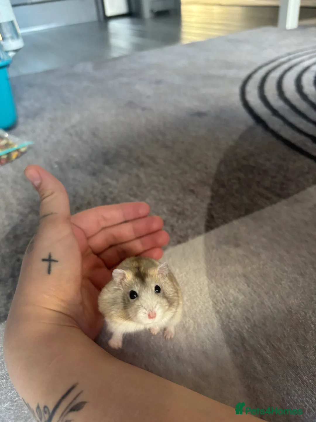 Hamster rodents for sale: Dwarf Hamster  in Harrow - Advert 2
