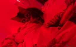 Maine Coon cats for sale: Maincoon x tabby cat  - Image 5