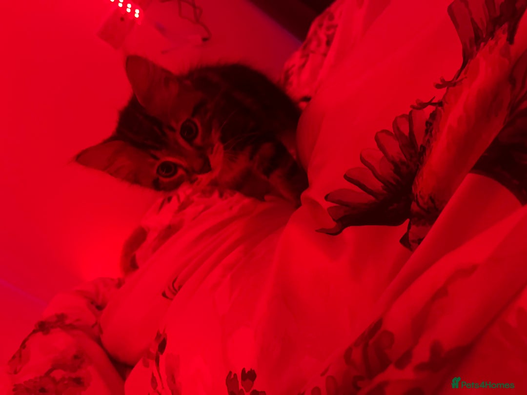 Maine Coon cats for sale: Maincoon x tabby cat  - Image 5