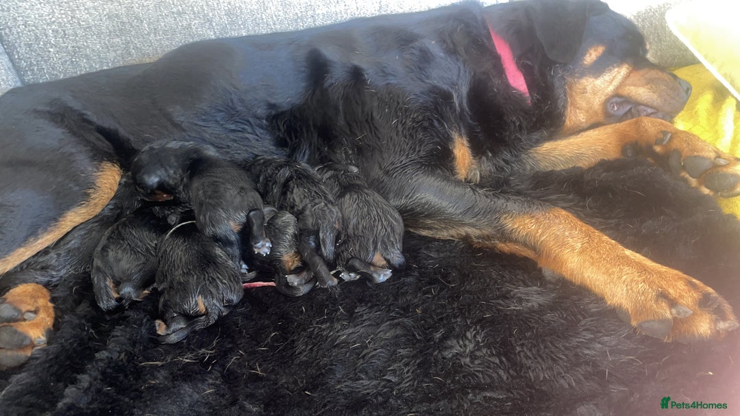 Rottweiler dogs for sale: Rottie pups - Image 4