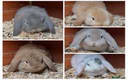 Mini Lop rabbits for sale: Gorgeous mini lops ready now! - Advert 1
