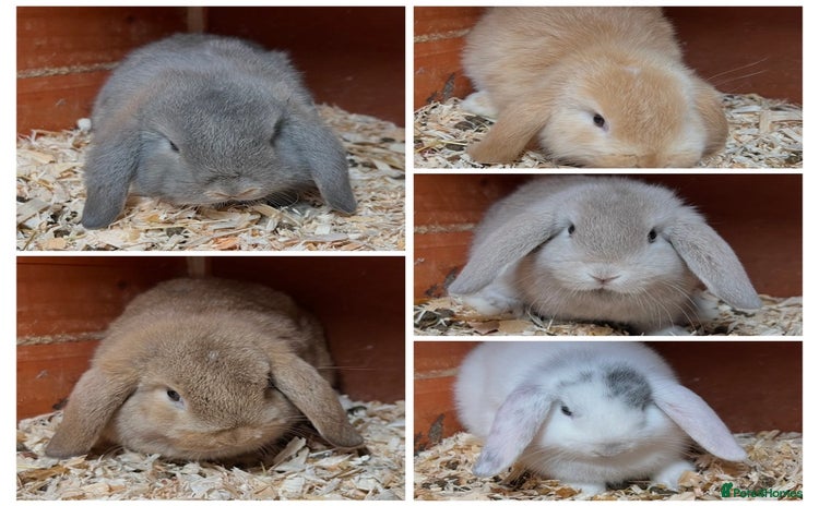 Mini Lop rabbits Gorgeous mini lops ready now! - Advert 1
