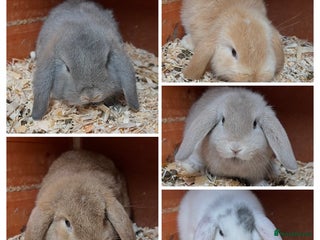 Mini Lop rabbits Gorgeous mini lops ready now! - Advert 1