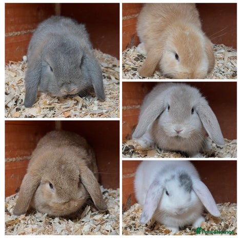 Mini Lop rabbits Gorgeous mini lops ready now! - Advert 1