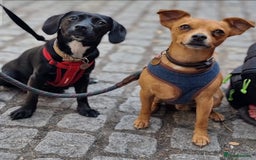 Mixed Breed dogs for sale: Spaniel jack cross jack chi pups - Image 8