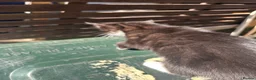 Mixed Breed cats for sale: Kitten in Bradford - Advert 6