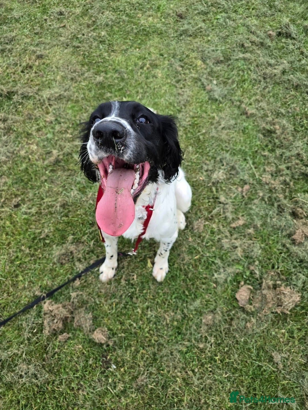 English Springer Spaniel dogs for sale: Needs a loving home  - Image 5