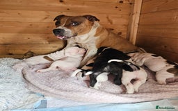 Staffordshire Bull Terrier dogs for sale: 🐾 Beautiful Staffordshire Bull Terrier Puppies 🐾 - Image 24