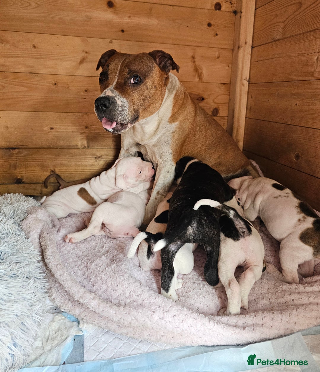 Staffordshire Bull Terrier dogs for sale: 🐾 Beautiful Staffordshire Bull Terrier Puppies 🐾 - Image 24