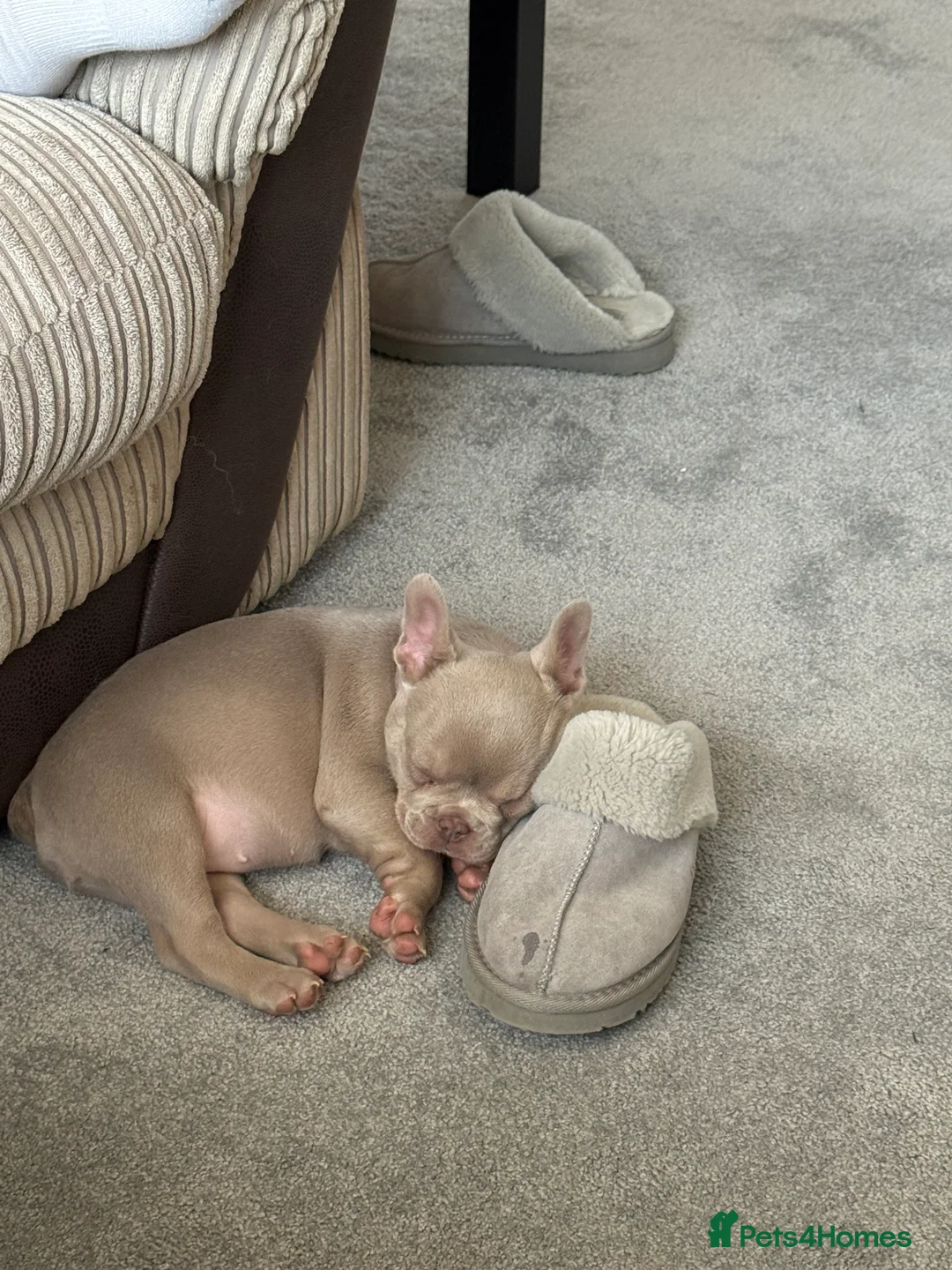 French Bulldog dogs for sale: KC registered French bulldog puppy - Advert 11