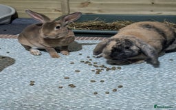 Rex rabbits for sale: Two Neutered male rabbits - Image 1