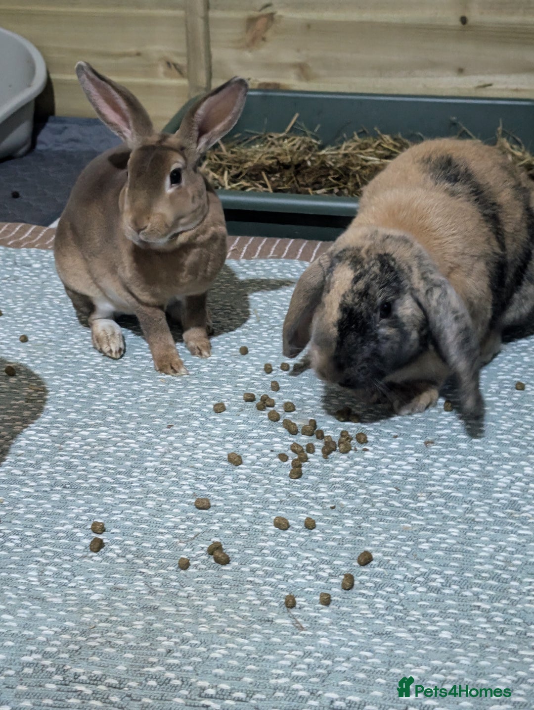 Rex rabbits for sale: Two Neutered male rabbits - Image 1