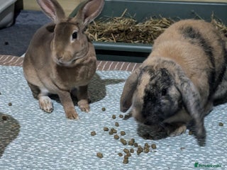 Rex rabbits - Advert 9