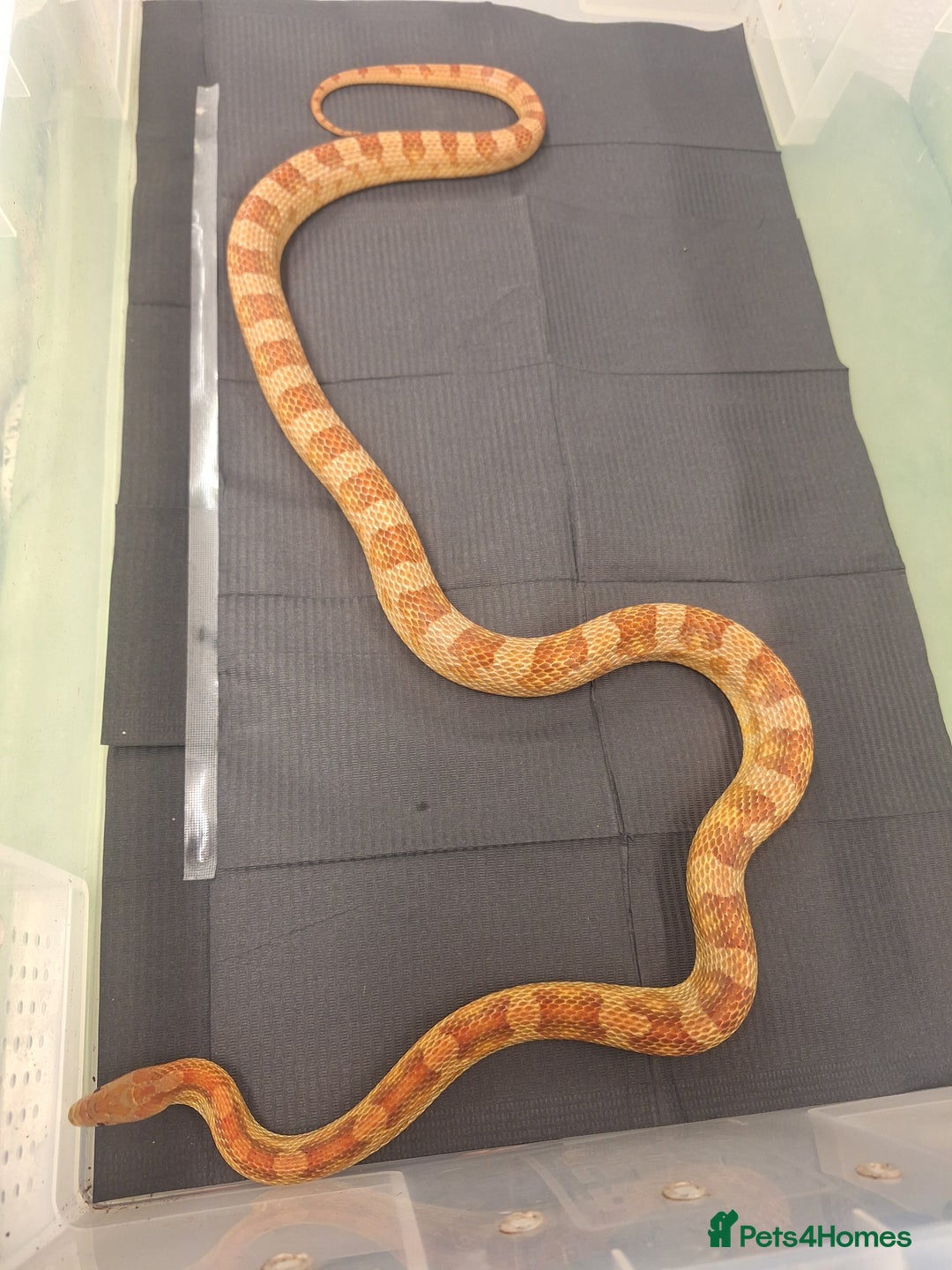 Corn Snake reptiles for sale: Corns, royals and 33l rack - Image 5