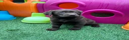 Labrador Retriever dogs for sale: Gorgeous Chunky Chocolate KC Girl - Advert 6