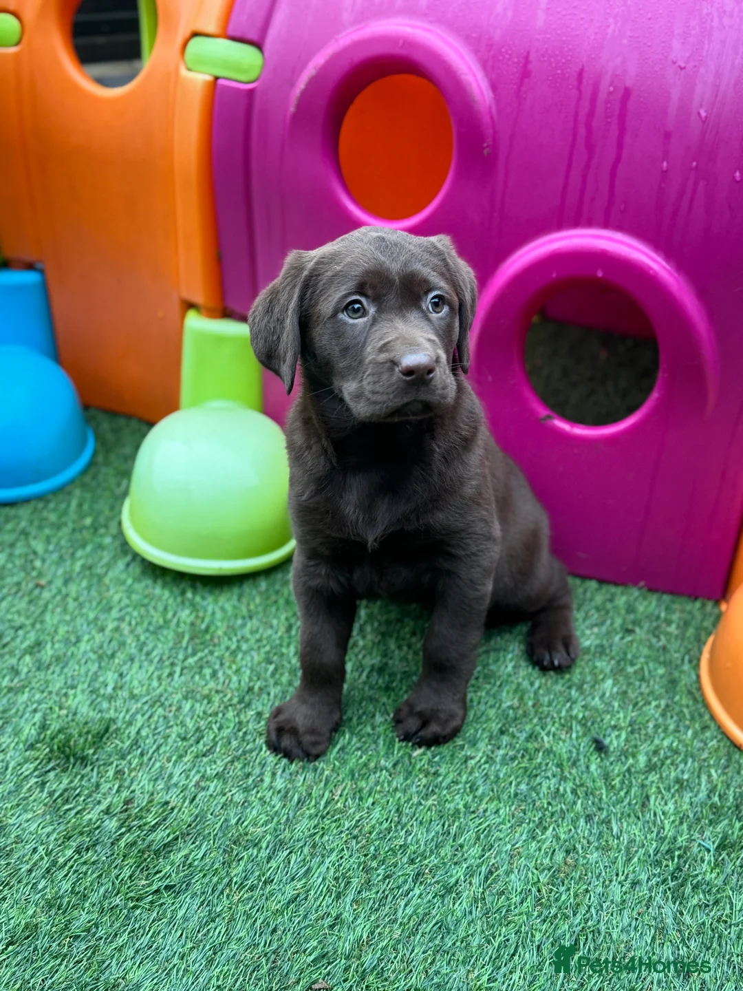 Labrador Retriever dogs for sale: Gorgeous Chunky Chocolate KC Girl - Advert 6