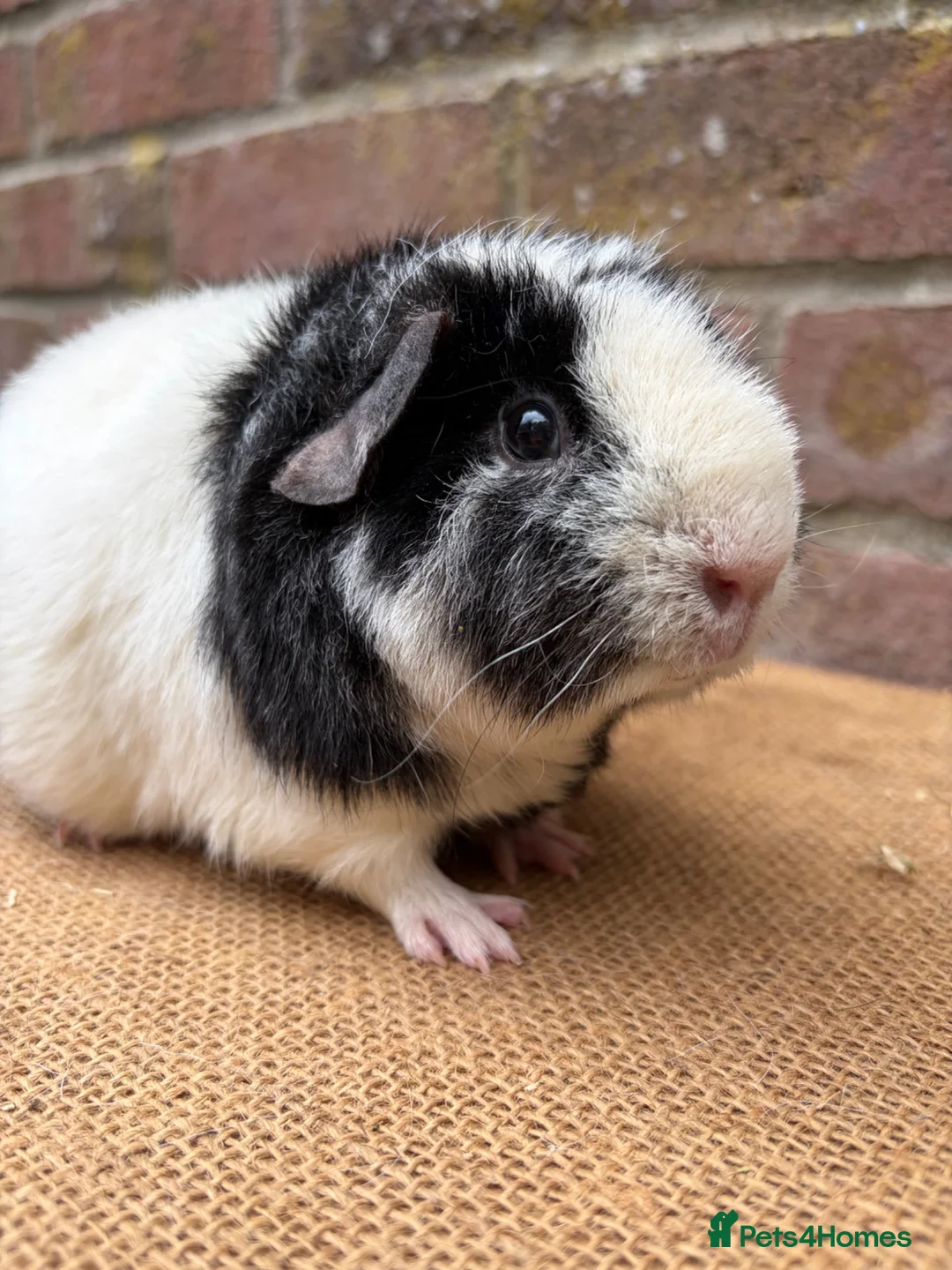 Guinea Pig rodents for sale: Two beautiful sisters  - Advert 6