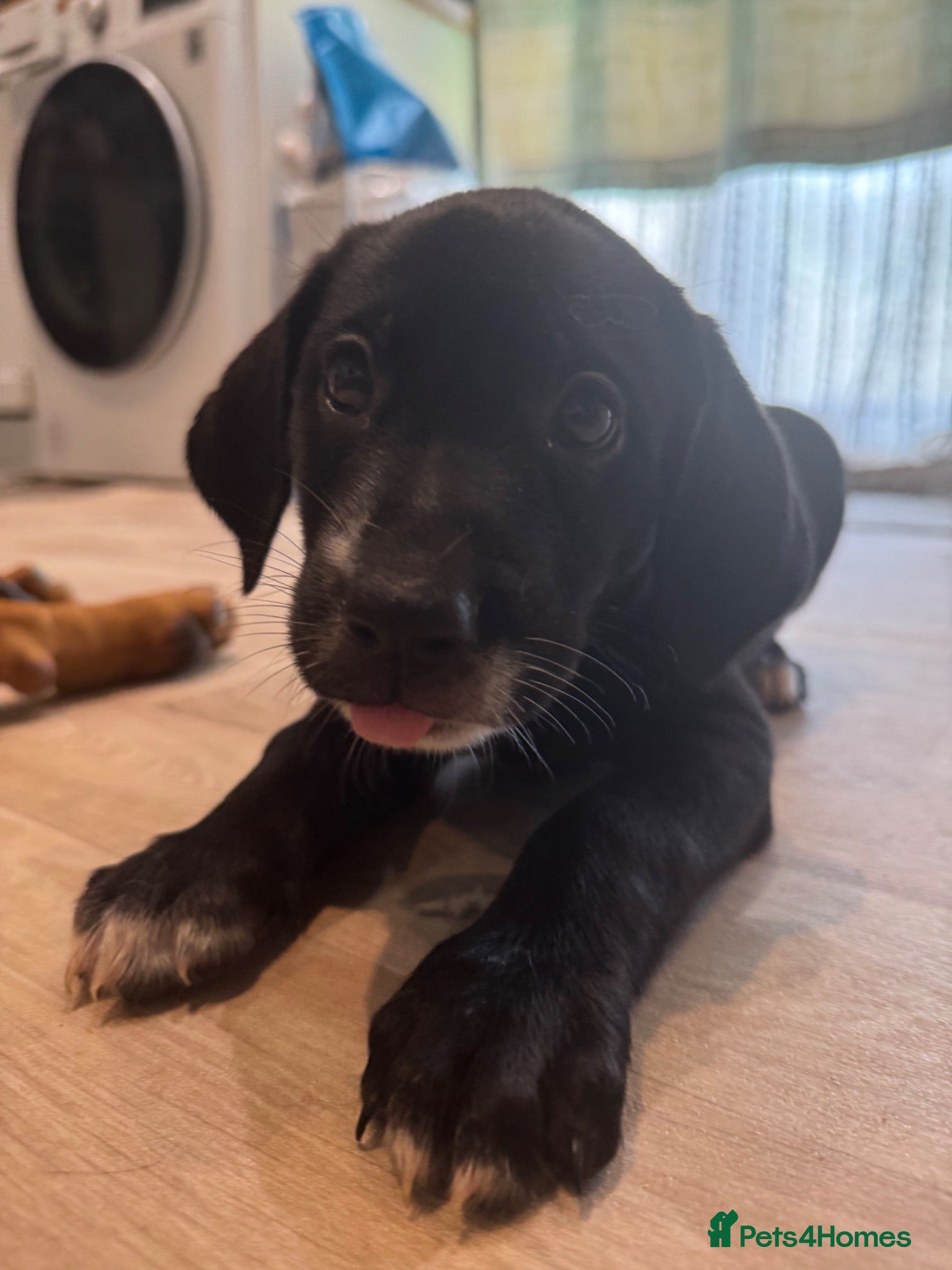 Mixed Breed dogs Border Collie- Blue Merle x Hungarian Vizsla  - Advert 2