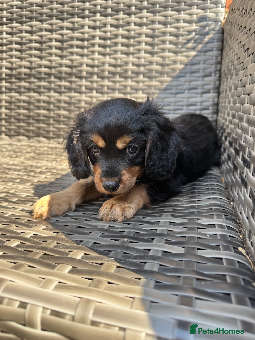 Cavapoo dogs for sale: Cavapoo rare black &tan health tested  - Image 16