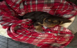 Cocker Spaniel dogs for stud: KC REGISTERED COCKER SPANIEL STUD in Worcester - Image 8