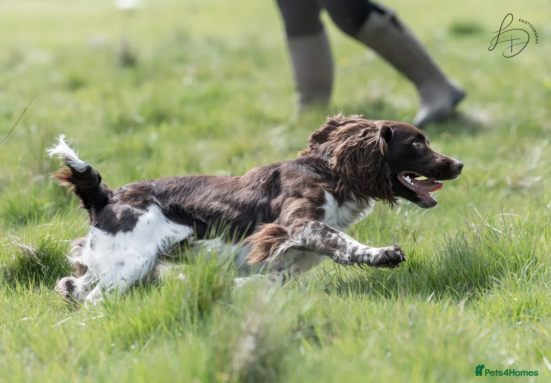 English Springer Spaniel dogs for stud: Fully health tested stud, Pippenmoor Red Flame - Advert 13