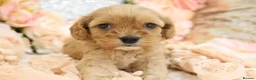 Cavapoo dogs for sale: Health Tested Cavapoos by Licensed Breeder - Advert 27