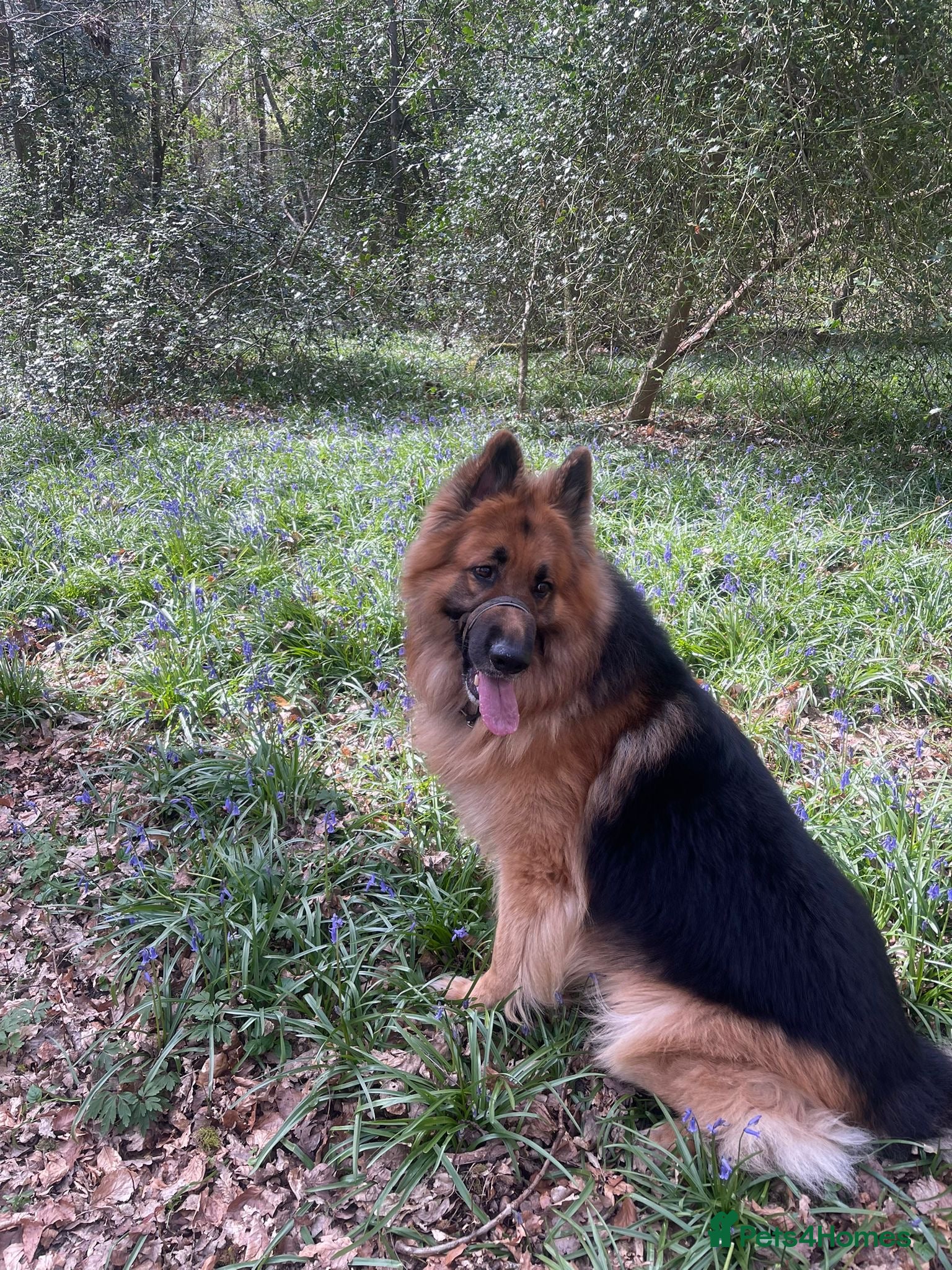 German Shepherd dogs 💙Big Blue Fluffy GSD Pups💙KC Reg*Available* - Advert 2