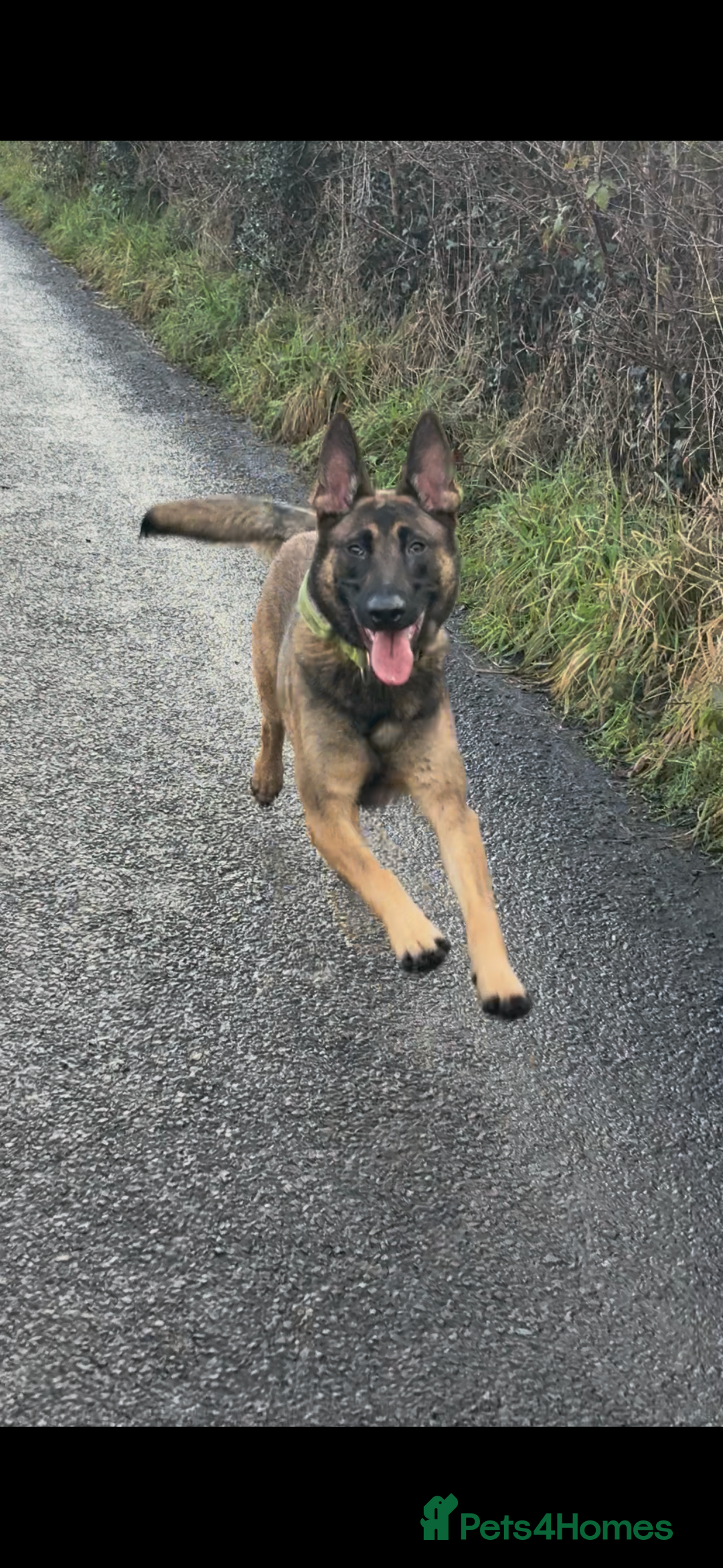 Belgian Shepherd Dog dogs for sale: Beautiful female mal - Advert 1