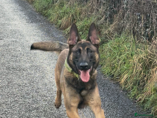 Belgian Shepherd Dog dogs Beautiful female mal - Advert 1