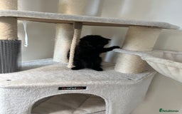 Mixed Breed cats for sale: 3 kittens for sale  - Image 6