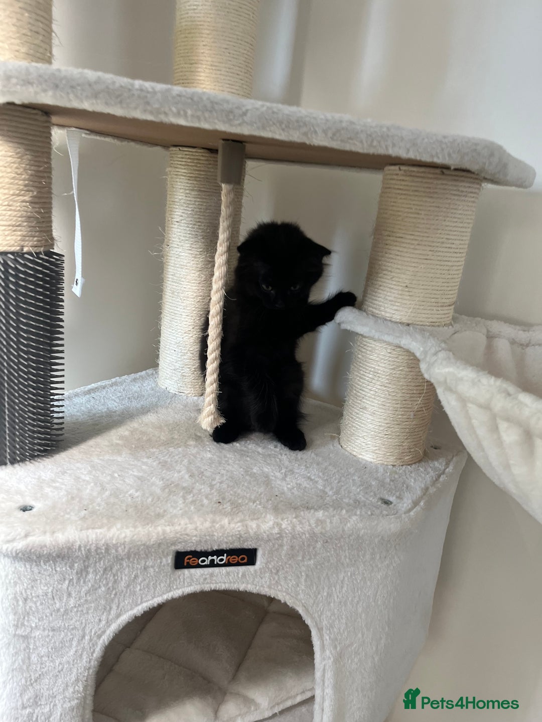Mixed Breed cats for sale: 3 kittens for sale  - Image 6