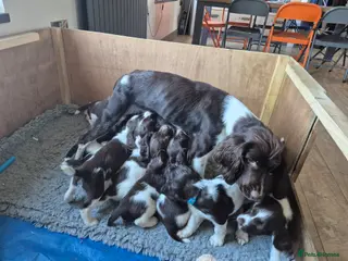 English Springer Spaniel dogs English Springer Spaniel Pups - Advert 2