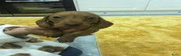 Miniature Dachshund dogs for sale: MINIATURE DACHSHUND PUPPIES FOR SALE in Looe - Advert 8