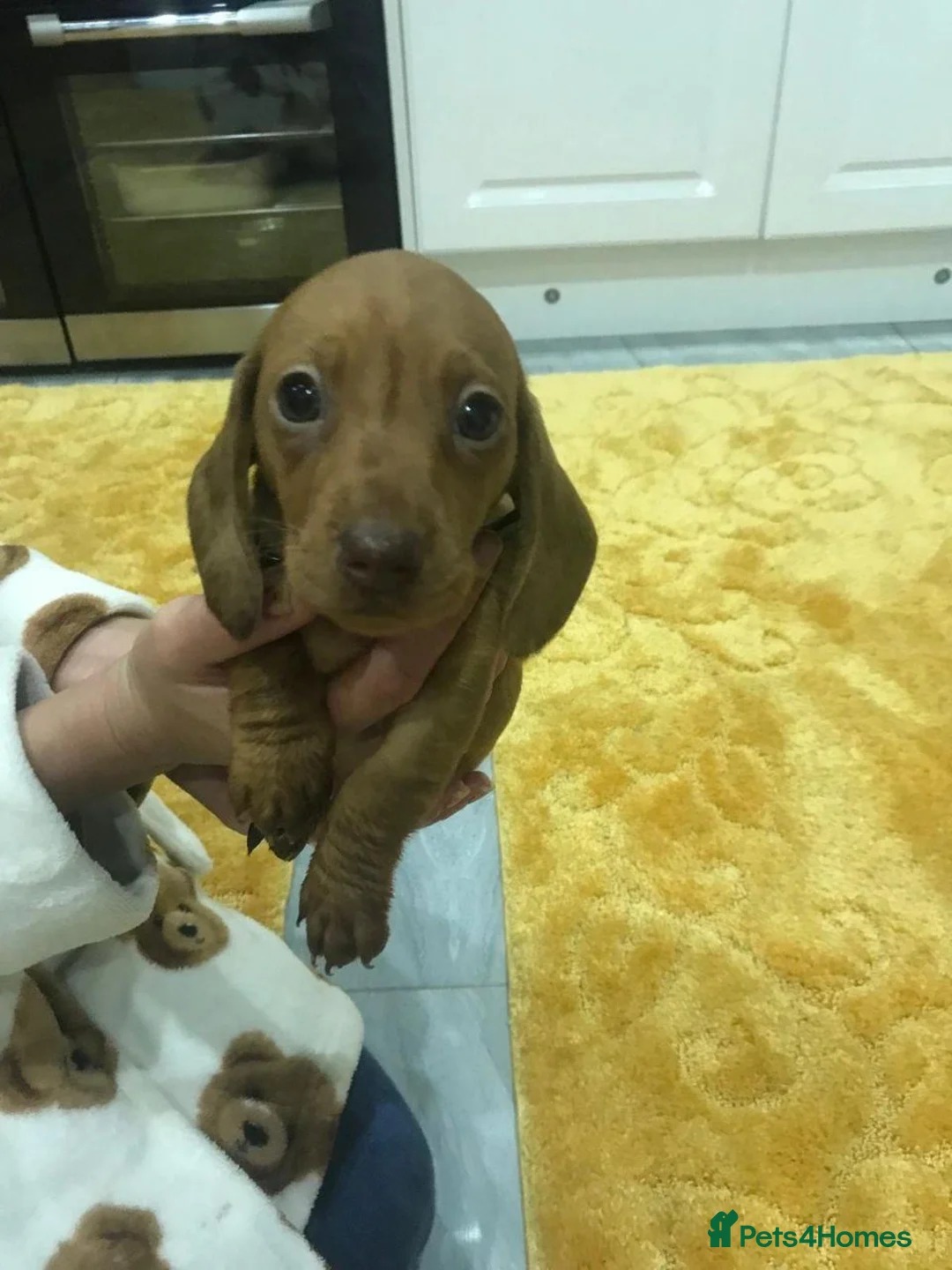 Miniature Dachshund dogs for sale: MINIATURE DACHSHUND PUPPIES FOR SALE in Looe - Advert 8