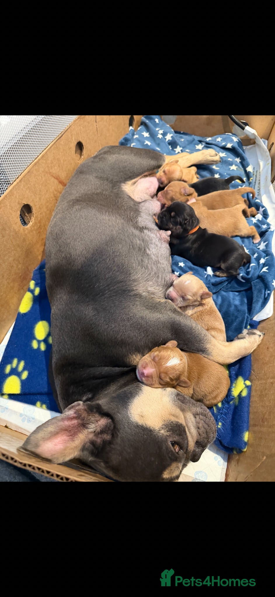 Mixed Breed dogs Frenchie cross cockapoo.  - Advert 1