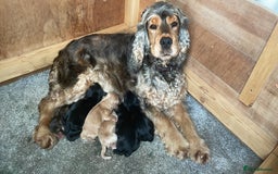 Cocker Spaniel dogs for sale: Adorable Cocker Spaniel Puppies - Image 8