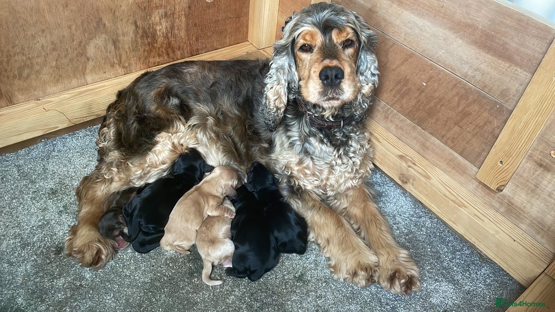 Cocker Spaniel dogs for sale: Adorable Cocker Spaniel Puppies - Image 8