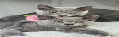 Pink Kitten