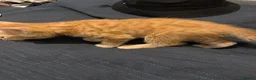 Mixed Breed cats for sale: Beautiful ginger kittens for SALE in Bradford - Advert 20