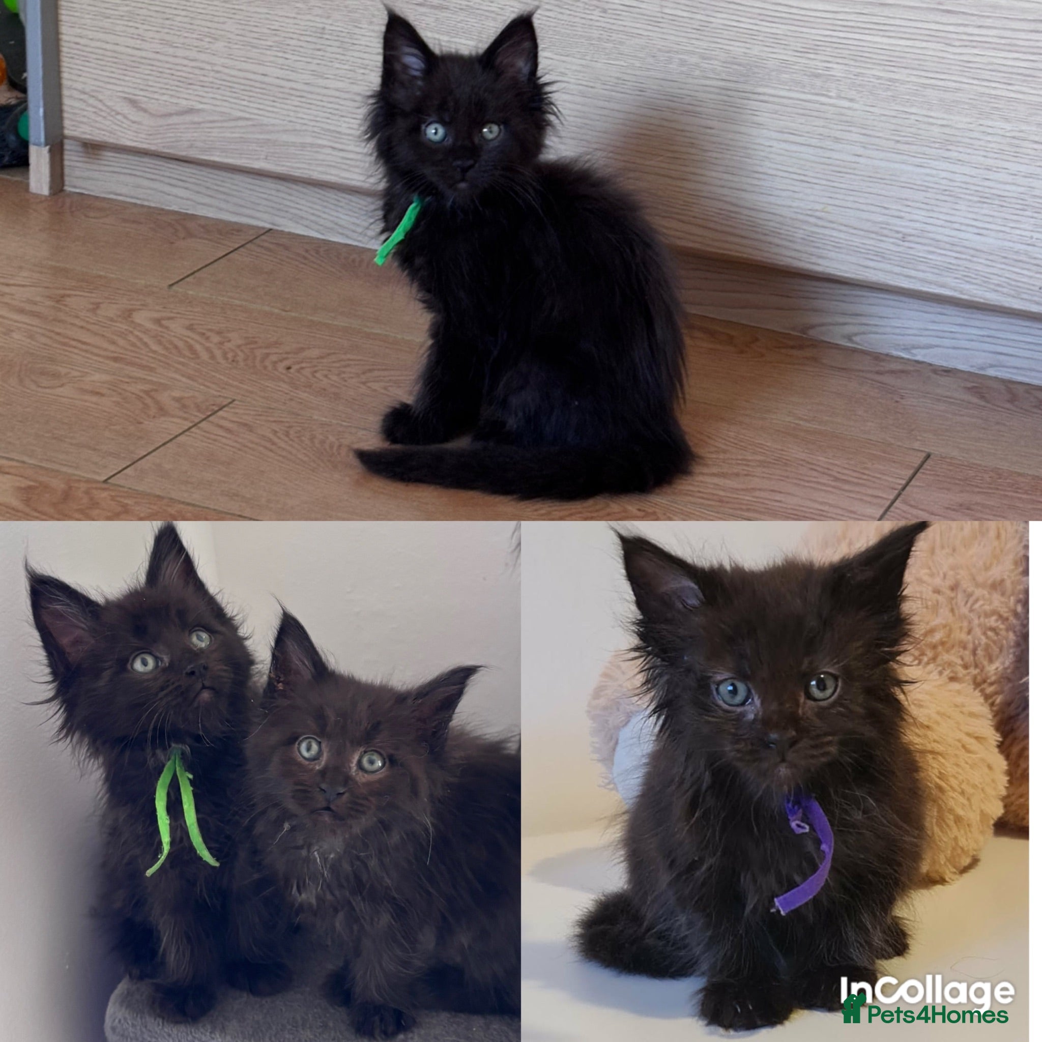 Maine Coon cats READY NOW🐾 BLLACK SMOKE MAINE COON KITTENS 🐾 - Advert 1
