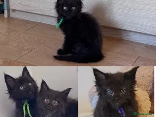 Maine Coon cats READY NOW🐾 BLLACK SMOKE MAINE COON KITTENS 🐾 - Advert 1