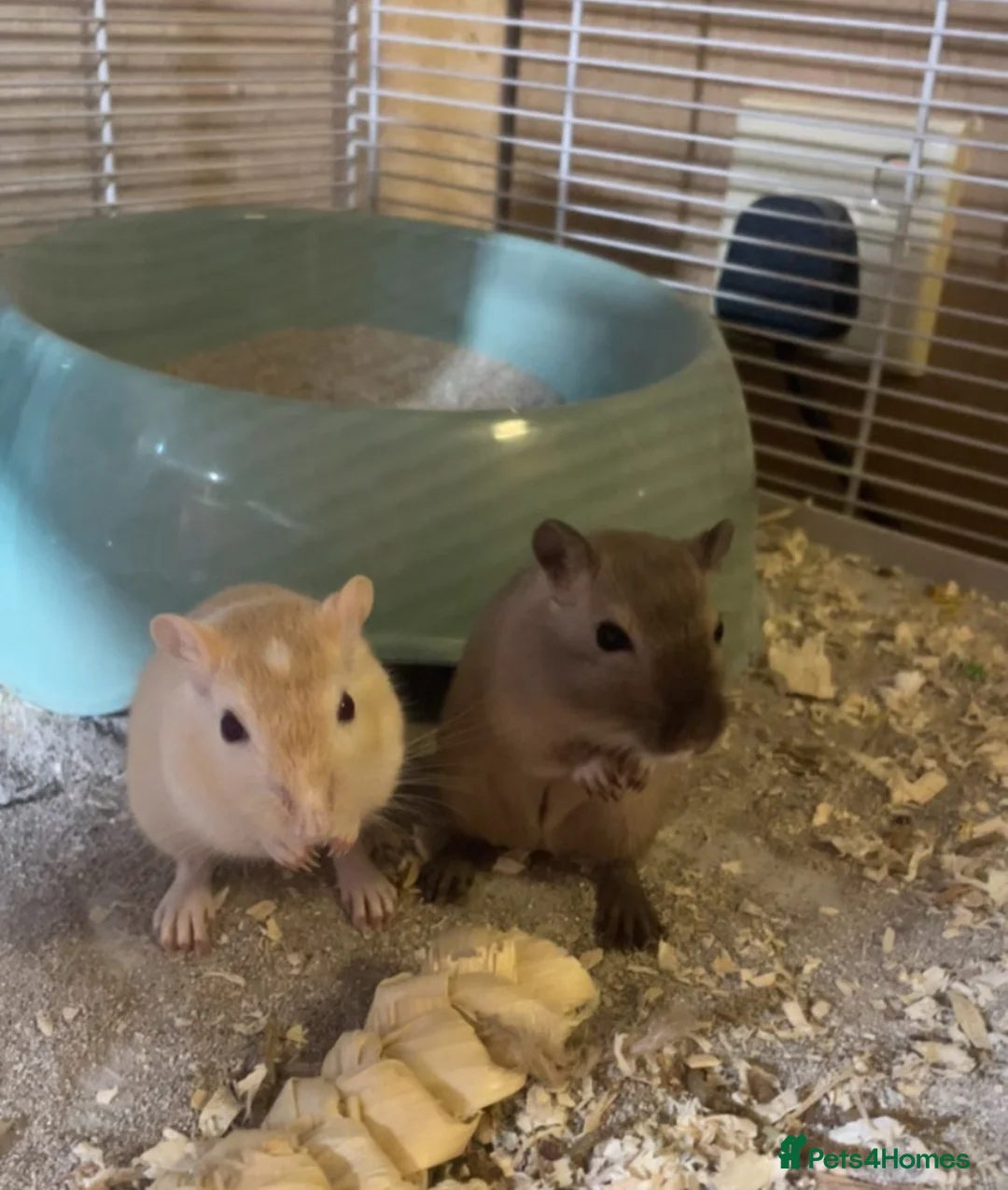 Gerbil rodents for sale: 2 male gerbils  in Wisbech - Advert 1