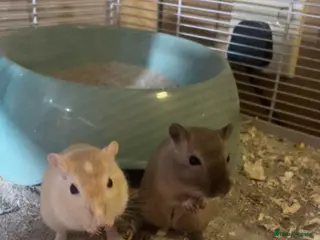 Gerbil rodents 2 male gerbils - Advert 4