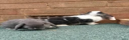 Mini Lop rabbits for sale: Rex/mini lop/mini lop x lion head bunnies. - Advert 11