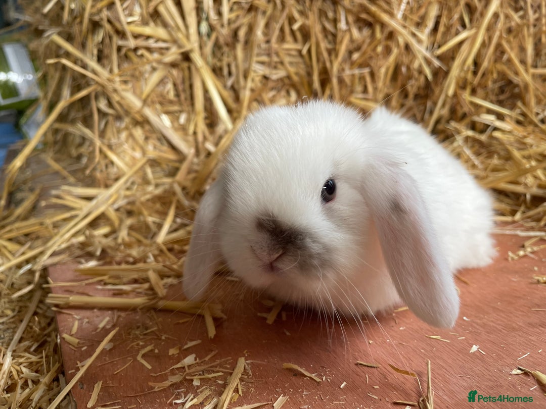 Mini Lop rabbits for sale: Mini lops ready to reserve  - Image 10