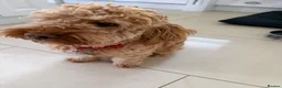 Cockapoo dogs for adoption: ✈️🐾 GOOSE IS READY TO BE YOUR WINGMAN! 🐾✈️ - Advert 4