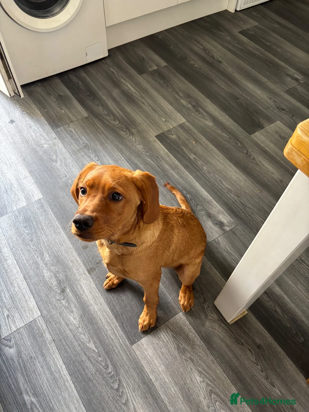 Mixed Breed dogs for sale: Chunkz  - Advert 5