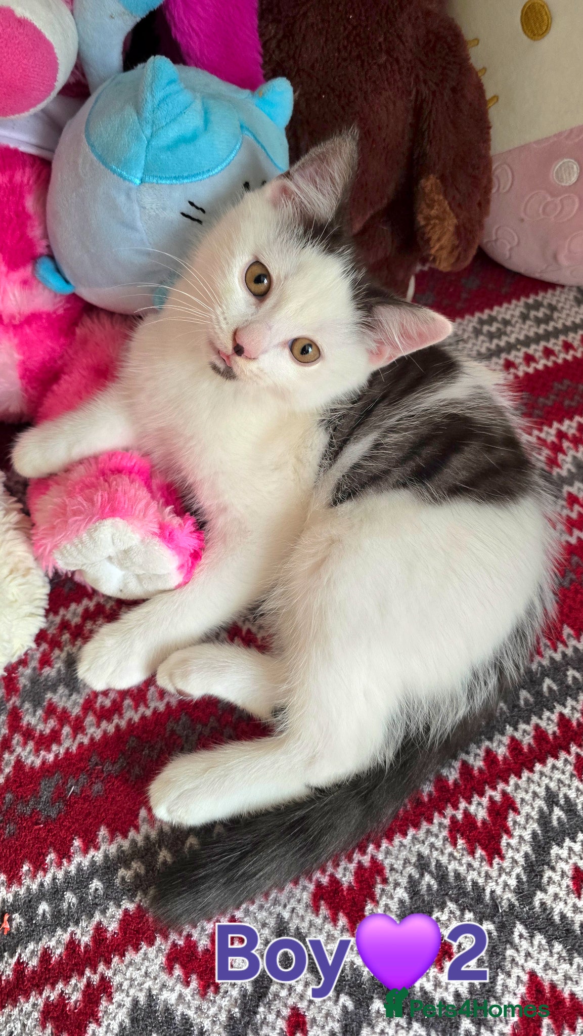Mixed Breed cats for sale: British shorthair cross Kittens  - Advert 8