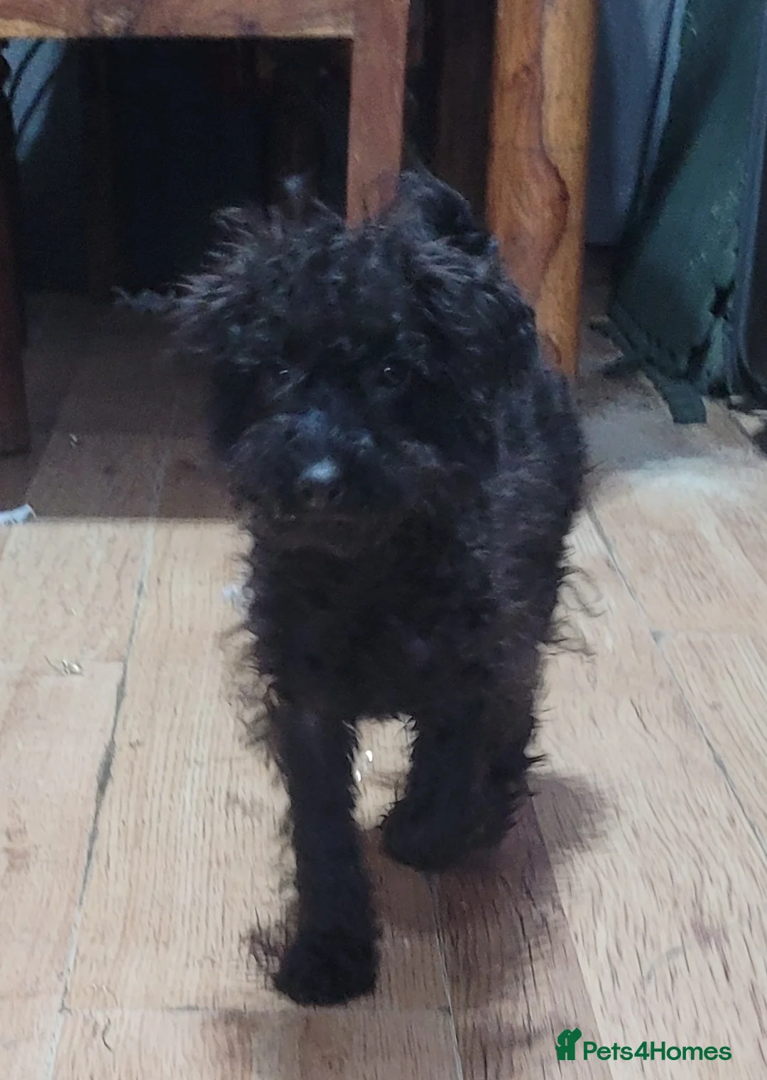 Labradoodle dogs for sale: Labradoodle puppies - Advert 29